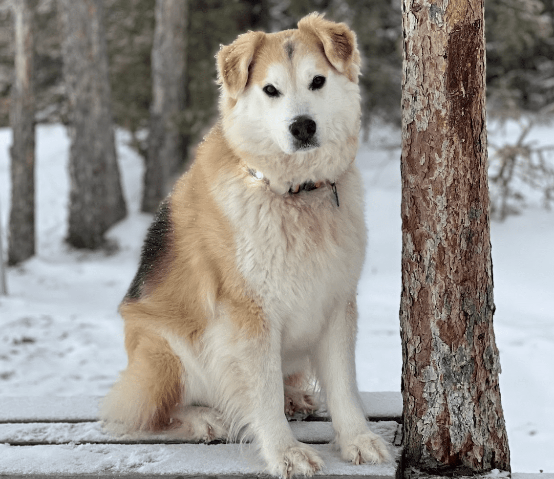 Chiens de traîneau et patrouilles des gardes de parc
